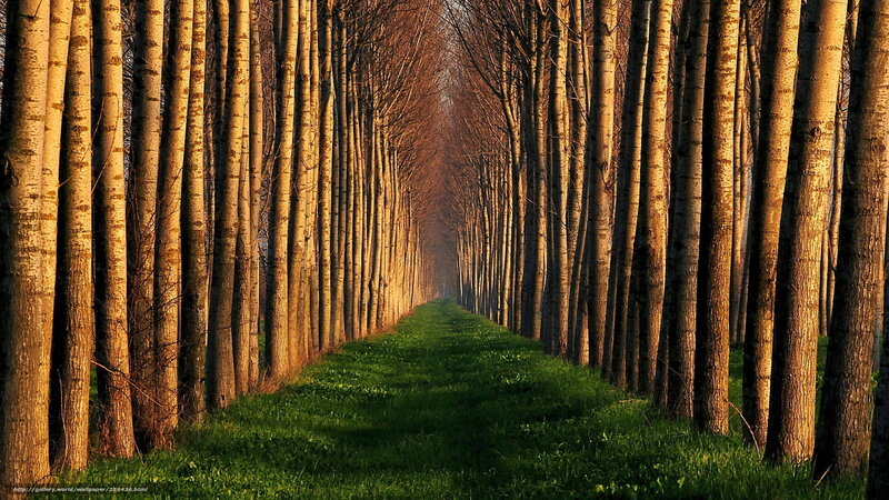 Tree-lined path at sunset
