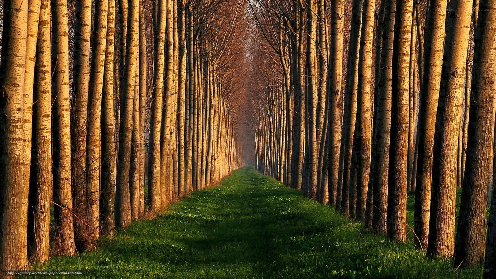 Tree-lined path at sunset