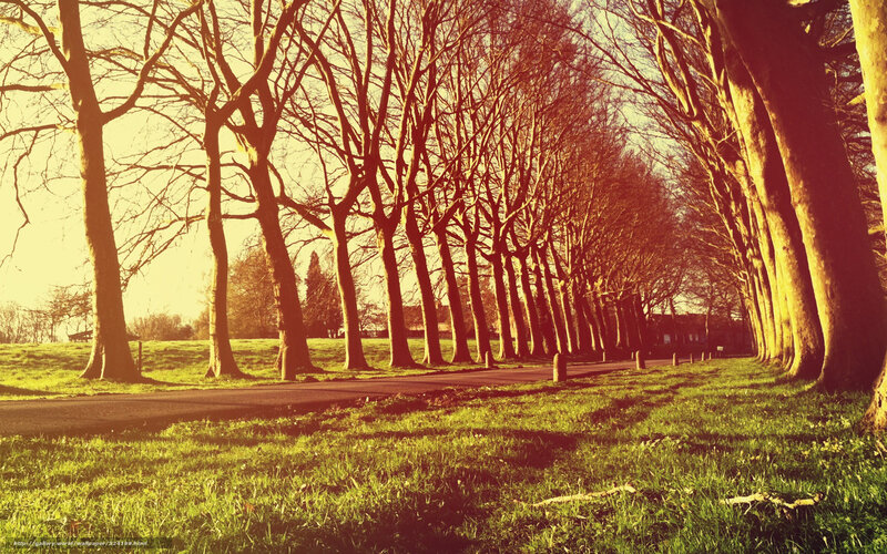 Tree-lined path at sunset