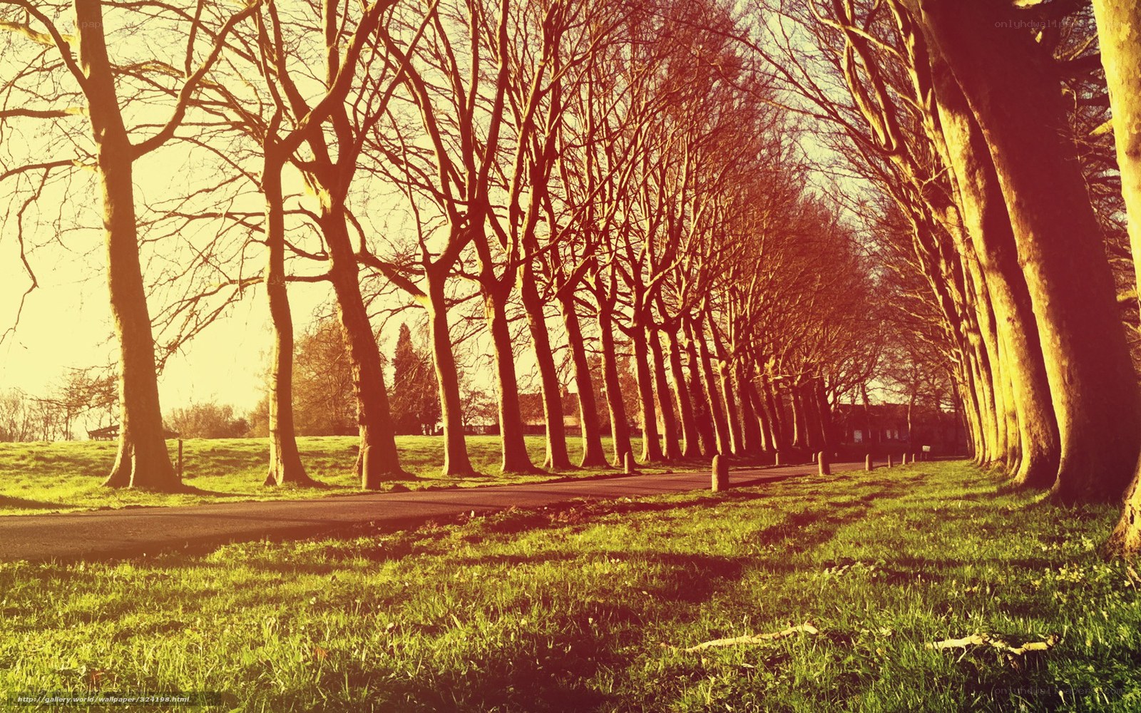 Tree-lined path at sunset