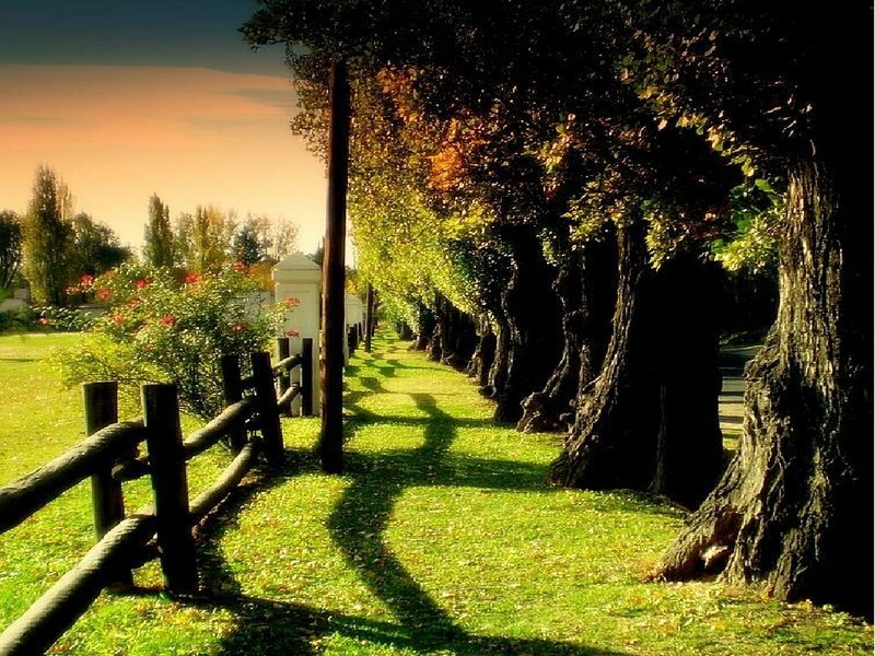 Tree-lined Path at Sunset — Green, Serene, Photograph, Fence