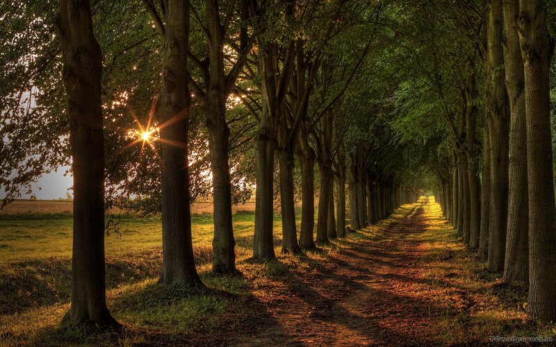 Tree-lined Path at Sunset — Green, Serene, Photograph, Sun
