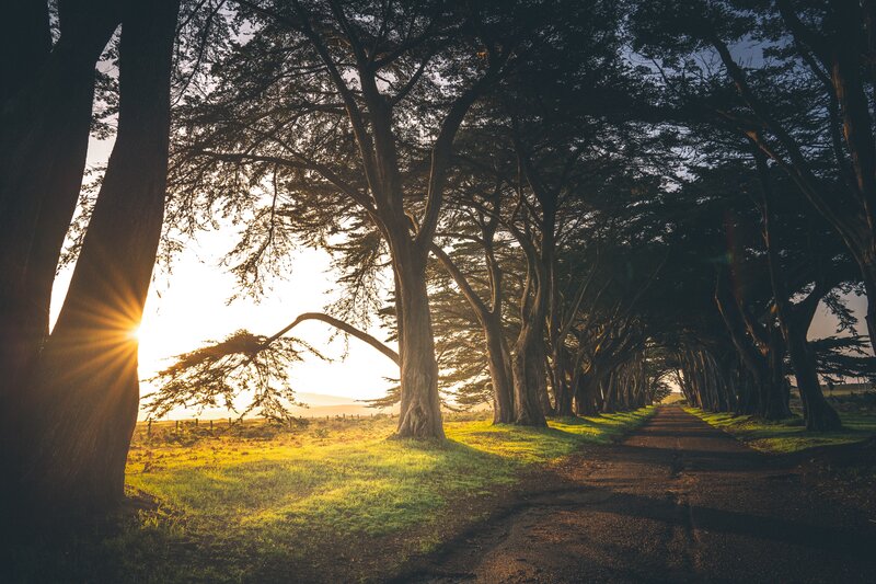Tree-lined Path at Sunset — Green, Serene, Photograph, Sun, Trees
