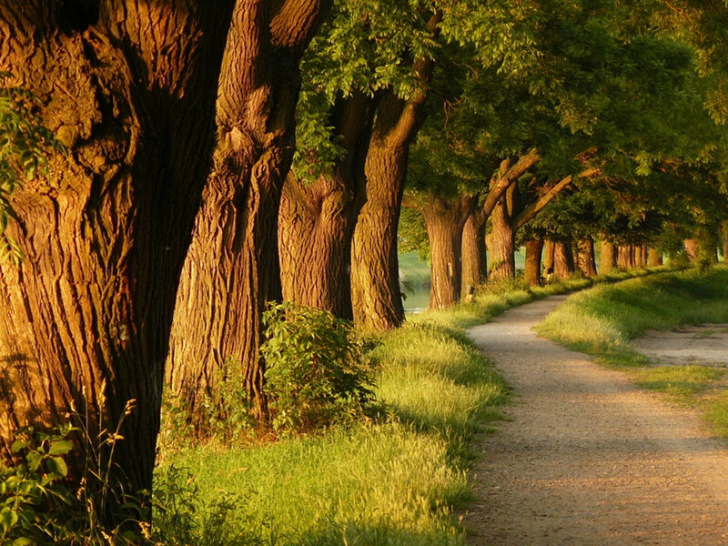 Tree-lined Path at Sunset — Green, Serene, Photograph