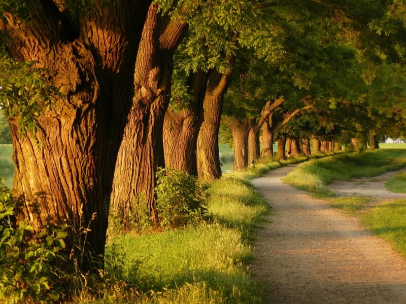 Tree-lined Path at Sunset — Green, Serene, Photograph, Trees, Grass