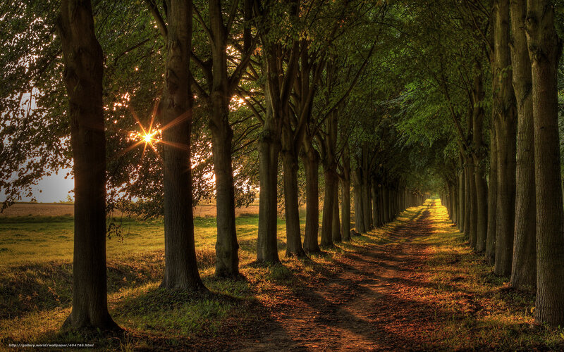 Tree-lined Path at Sunset — Green, Serene, Photograph, Trees, Sun, Field