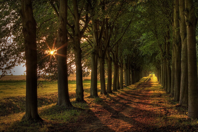 Tree-lined Path at Sunset — Green, Serene, Photograph, Trees, Sun, Grass