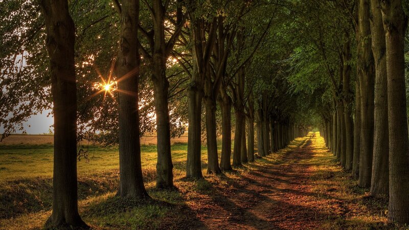 Tree-lined Path at Sunset — Green, Serene, Photograph, Trees, Sunlight, Brown