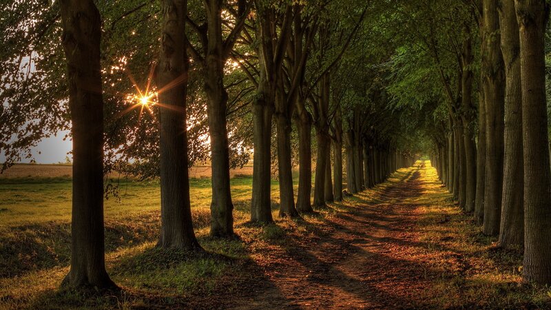 Tree-lined Path at Sunset — Green, Serene, Photograph, Trees
