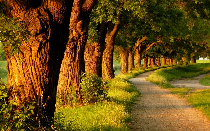 Tree-lined Path at Sunset — Green