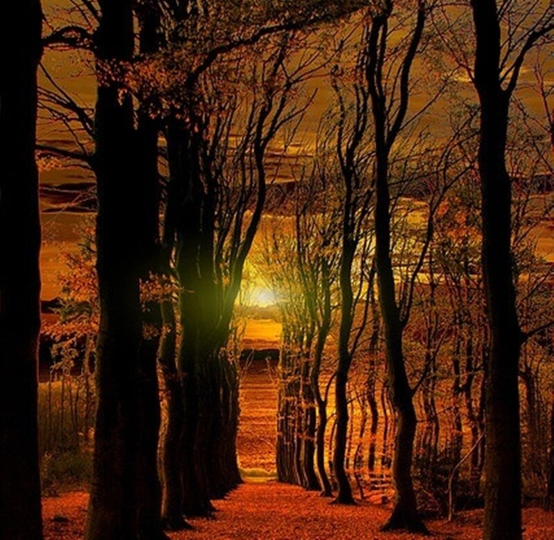 Tree-lined Path at Sunset — Orange