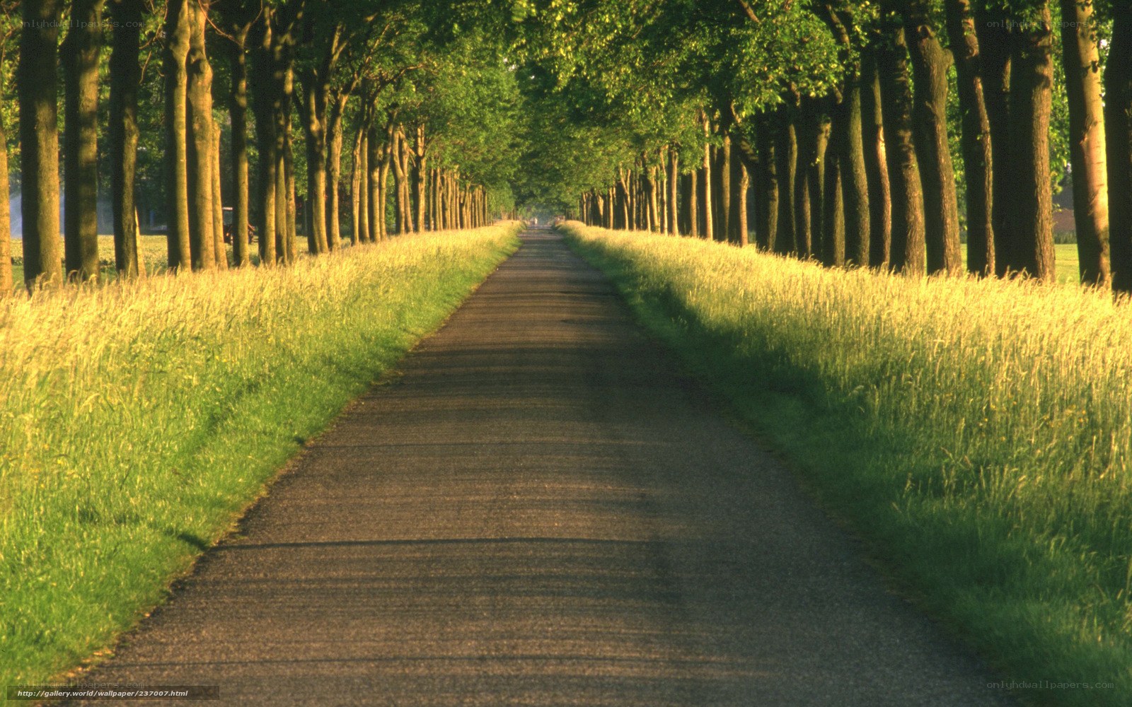 Tree-lined path at sunset
