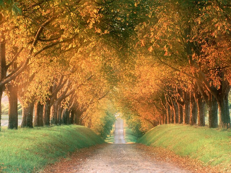 Tree-lined Path — Autumn