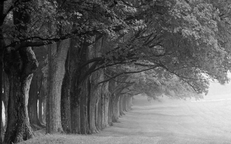 Tree-lined Path — Black, Serene, Morning, Photograph
