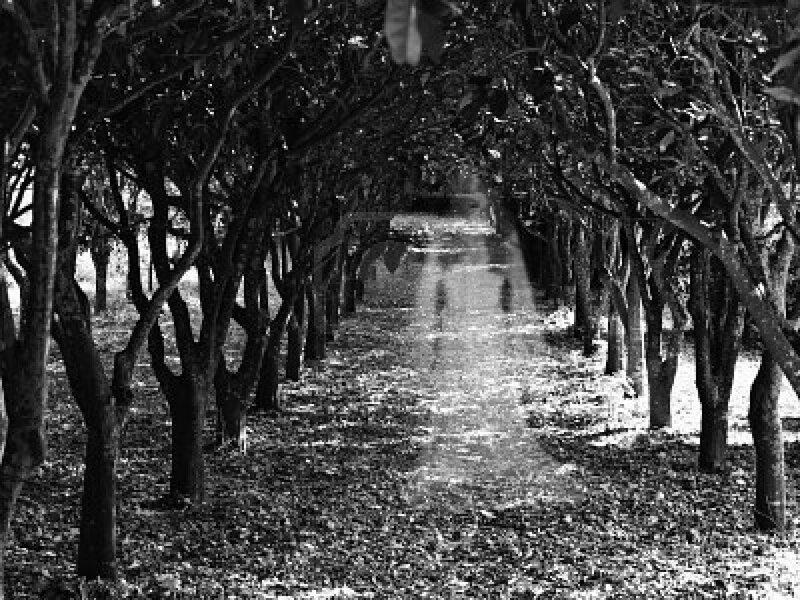 Tree-lined Path — Black, Serene