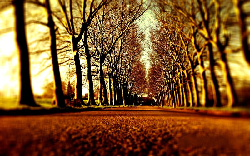 Tree-lined Path — Brown, Dramatic