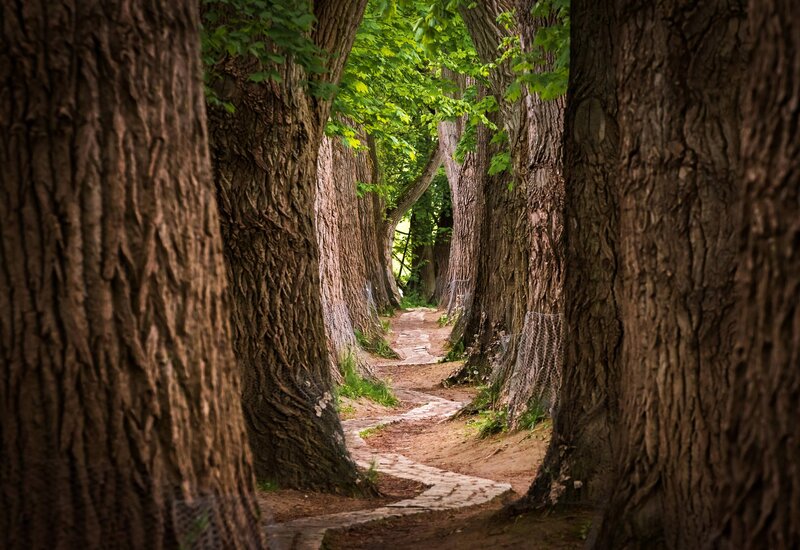 Tree-lined Path — Brown, Serene, Afternoon