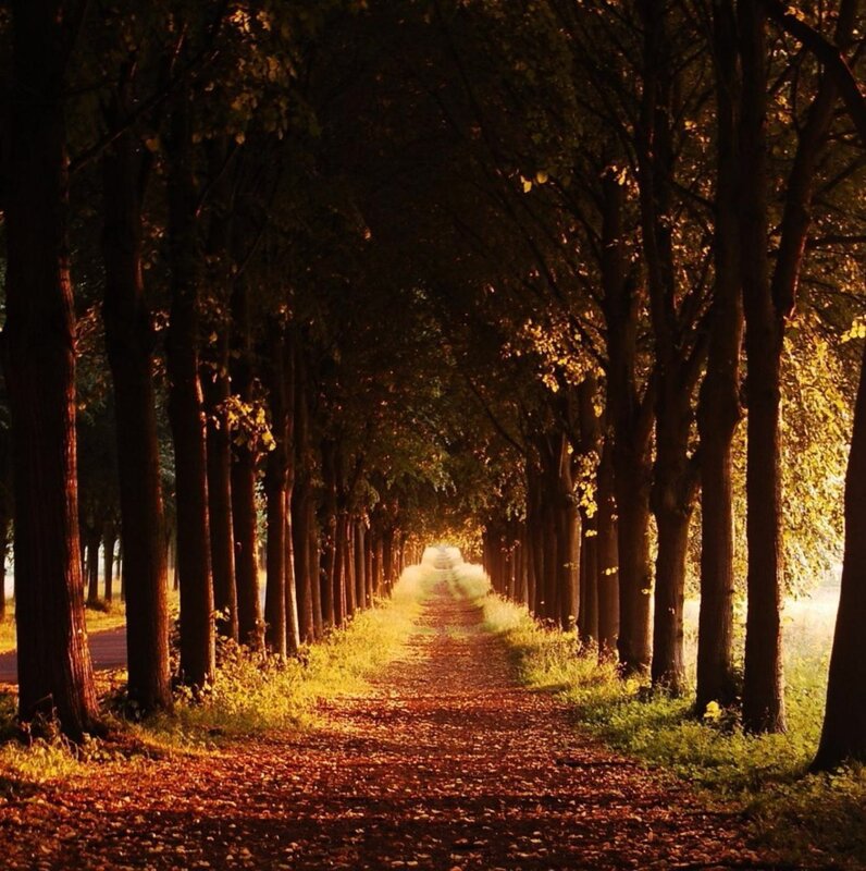 Tree-lined Path — Brown, Serene, Autumn, Photograph