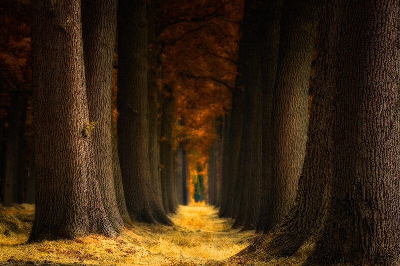 Tree-lined Path — Brown, Serene, Autumn, Photograph, Trees
