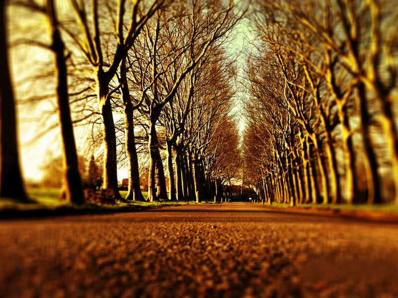 Tree-lined Path — Brown