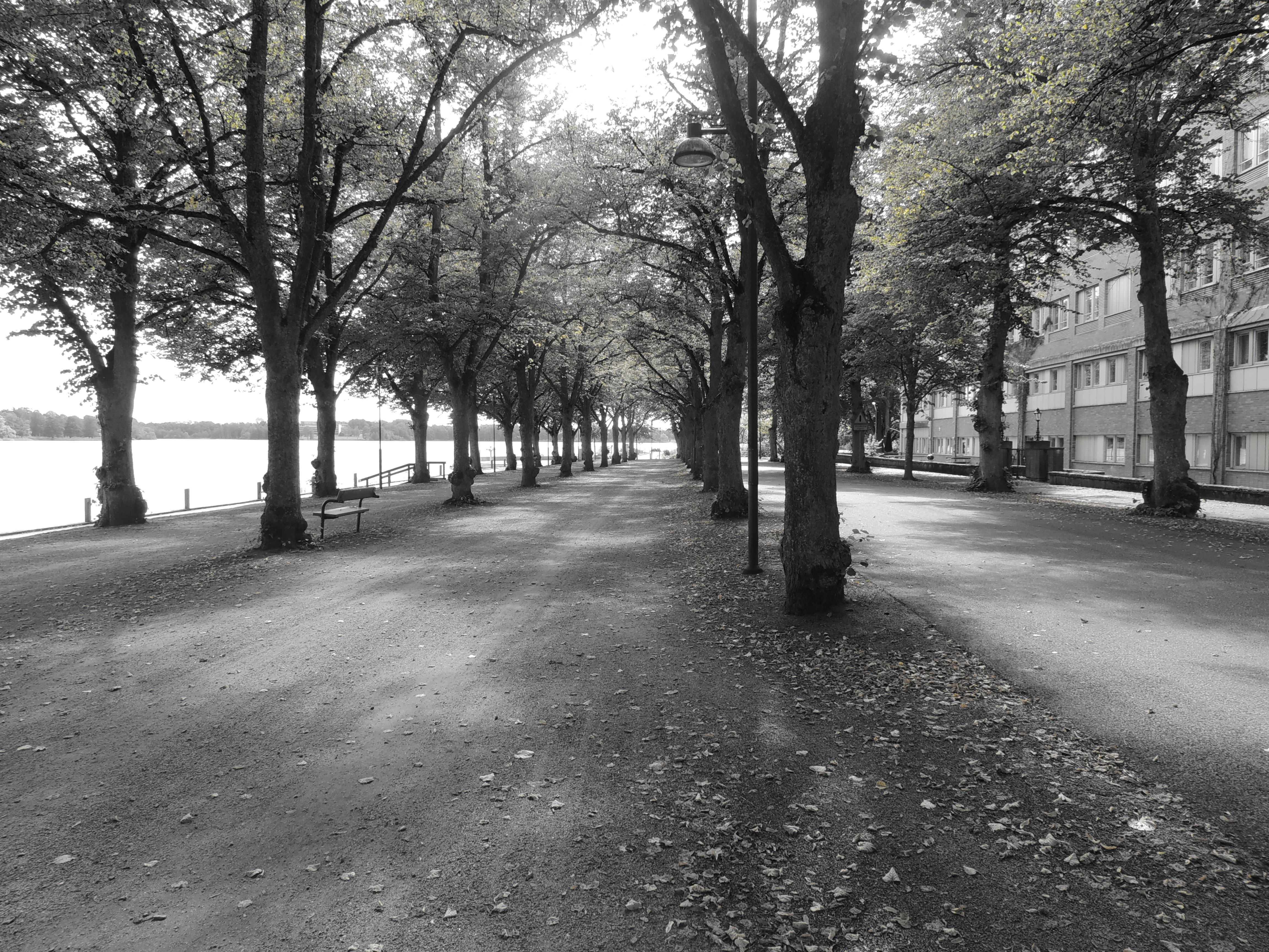 Tree-lined path by the water