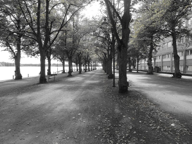 Tree-lined Path by Water — Black