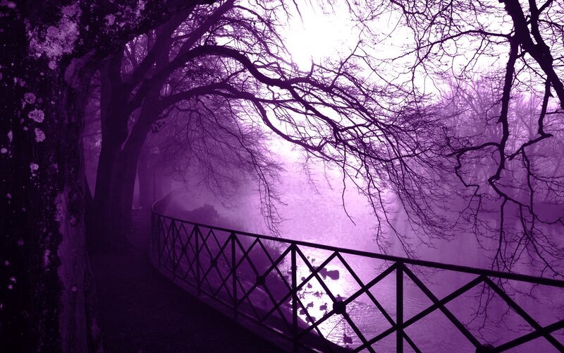 Tree-lined Path by Water