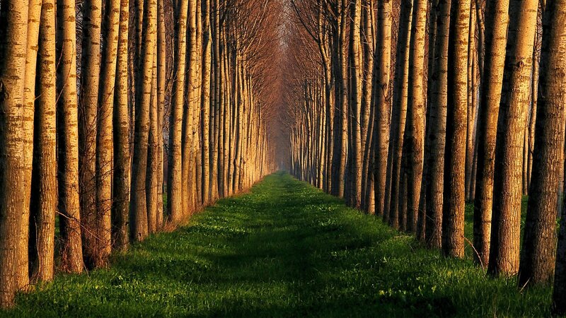 Tree-lined Path — Gold