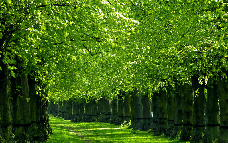 Tree-lined Path — Grass
