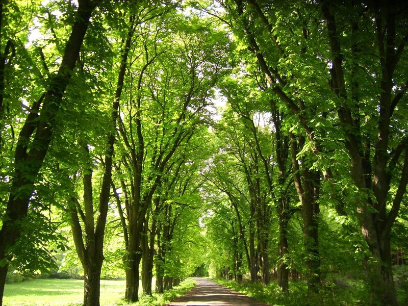 Tree-lined Path — Green, Afternoon