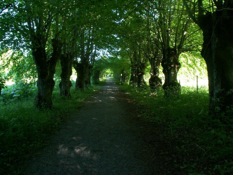 Tree-lined Path — Green, Grass