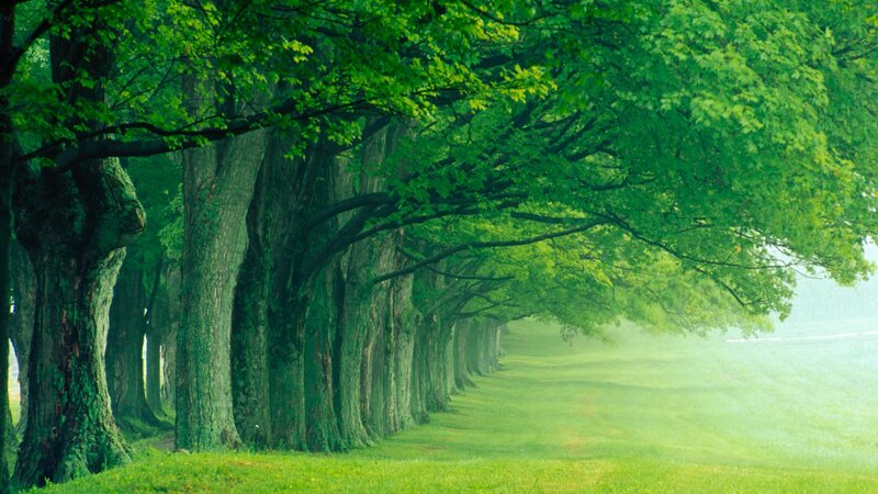 Tree-lined Path — Green, Morning