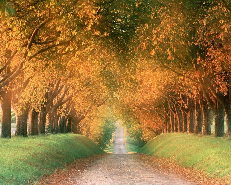 Tree-lined Path — Green, Photograph