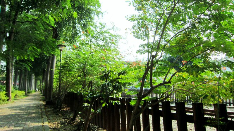 Tree-lined Path — Green, Serene, Afternoon, Photograph, Fence