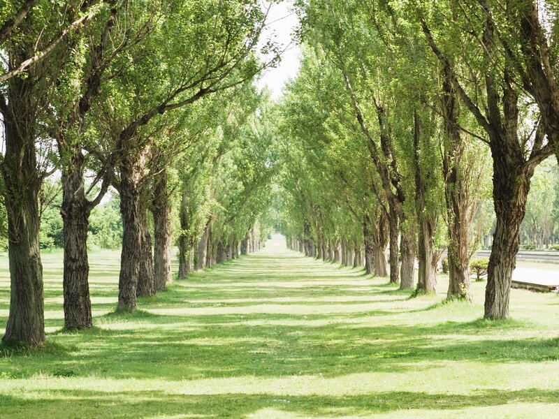 Tree-lined Path — Green, Serene, Afternoon, Photograph, Grass