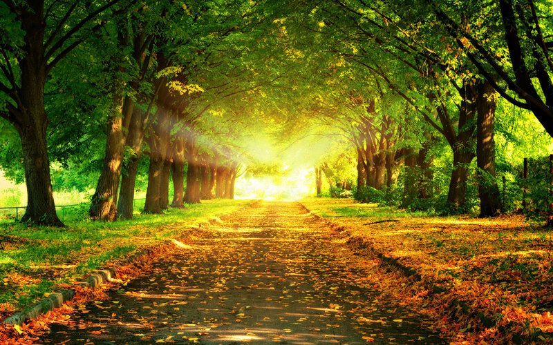 Tree-lined Path — Green, Serene, Afternoon, Photograph, Leaves