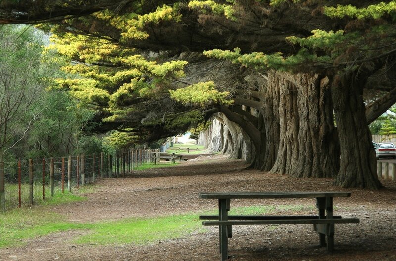 Tree-lined Path — Green, Serene, Afternoon, Photograph, Picnic Table