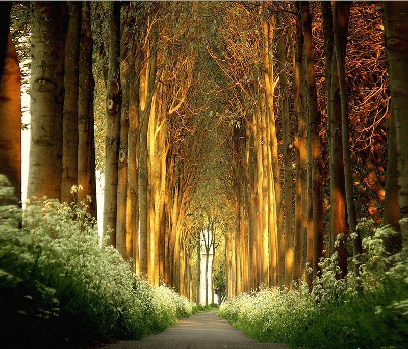 Tree-lined Path — Green, Serene, Afternoon, Photograph