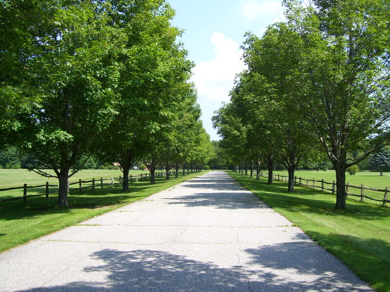 Tree-lined Path — Green, Serene, Afternoon, Photograph, Trees, Fence