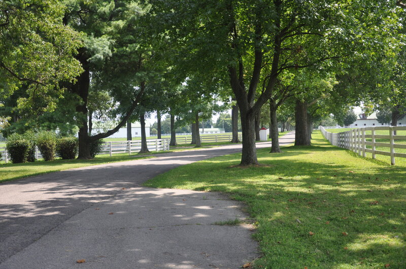 Tree-lined Path — Green, Serene, Afternoon, Photograph, Trees, Fences