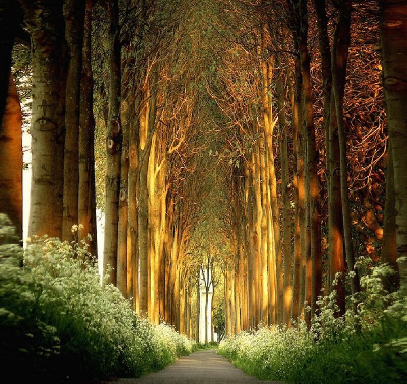 Tree-lined Path — Green, Serene, Afternoon, Photograph, Trees, Flowers