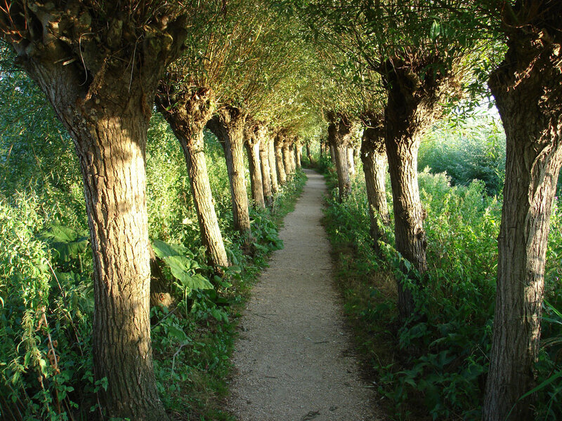 Tree-lined Path — Green, Serene, Afternoon, Photograph, Trees, Foliage