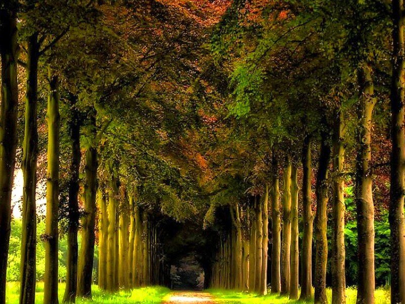Tree-lined Path — Green, Serene, Afternoon, Photograph, Trees, Forest