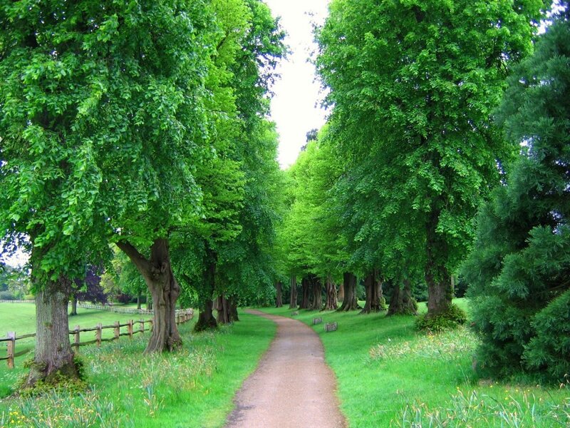 Tree-lined Path — Green, Serene, Afternoon, Photograph, Trees, Grass, Fence, Brown