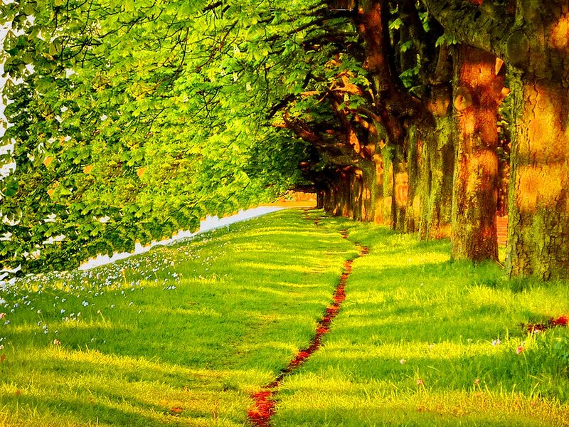 Tree-lined Path — Green, Serene, Afternoon, Photograph, Trees, Grass, Flowers