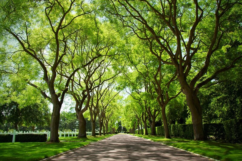 Tree-lined Path — Green, Serene, Afternoon, Photograph, Trees, Grass, Hedge