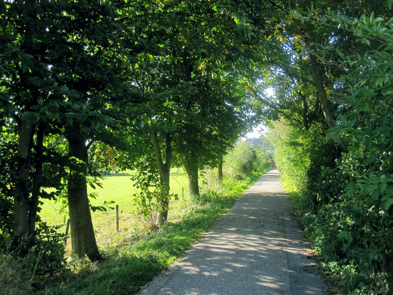 Tree-lined Path — Green, Serene, Afternoon, Photograph, Trees, Grass, House