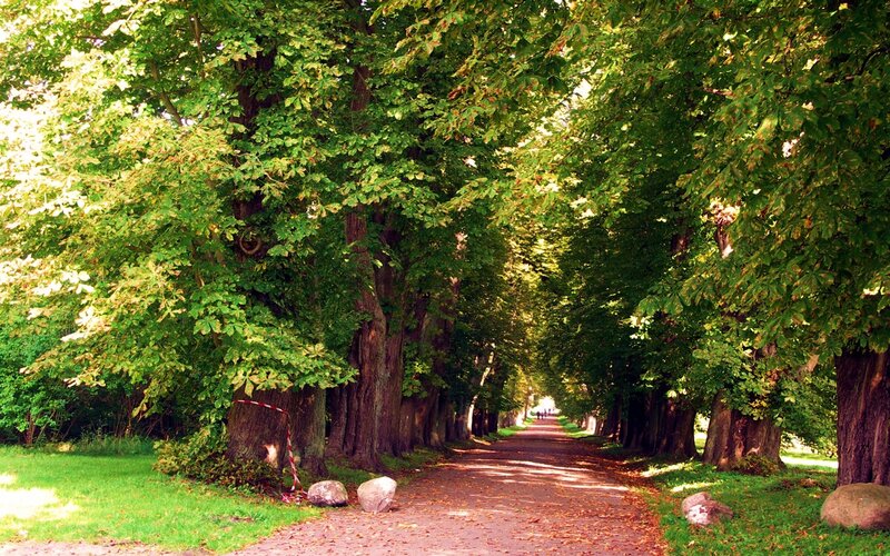 Tree-lined Path — Green, Serene, Afternoon, Photograph, Trees, Grass, Rocks