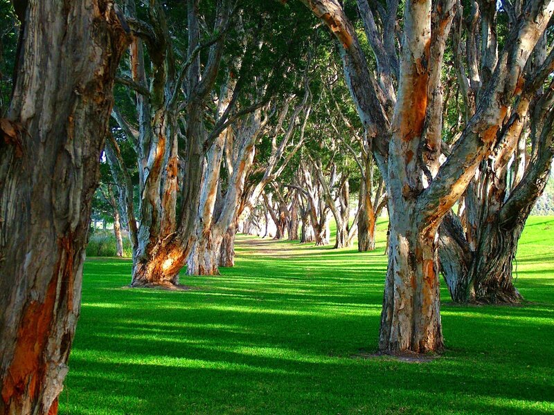 Tree-lined Path — Green, Serene, Afternoon, Photograph, Trees, Grass, Shadows