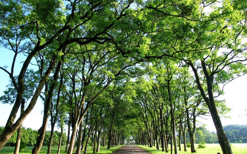 Tree-lined Path — Green, Serene, Afternoon, Photograph, Trees, Grass, Sky, Brown
